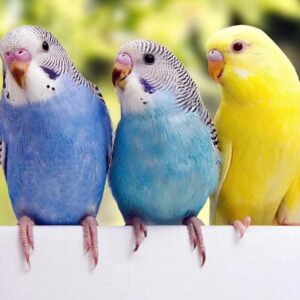 پرورش دهنده مرغ عشق