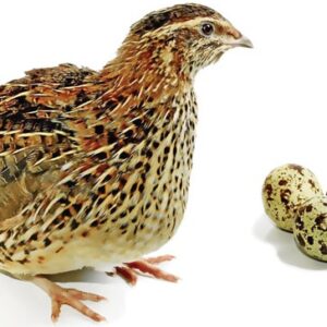 پرورش دهنده بلدرچین