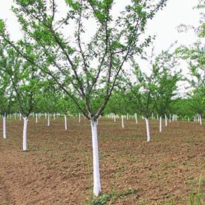 طراحی و احداث باغات میوه