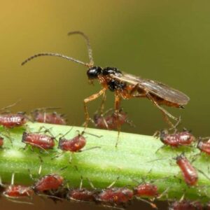 پرورش دهنده زنبور پارازيت هابر و براكون