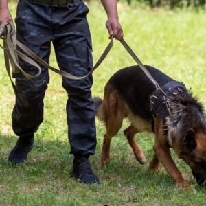 پرورش دهنده سگ زنده یاب
