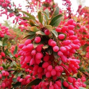 زرشک کار