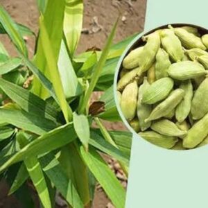 تولید کننده گياهان دارویی دانه اي