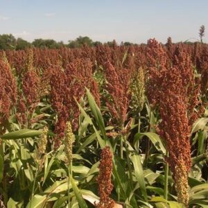 زراعت سودان گراس (سورگوم علوفه ای)