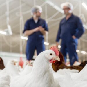 مدیر فنی واحد مرغ گوشتی و تخمگذار