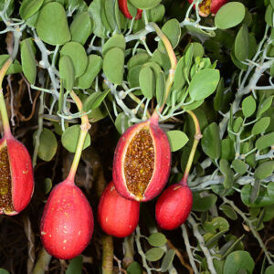 پرورش لگجي (هندانه وحشی)