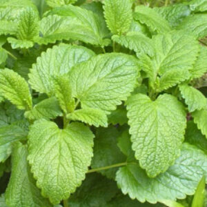 کشت گیاه دارویی بادرنجبویه