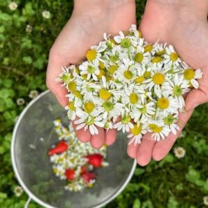 كشتکار بابونه